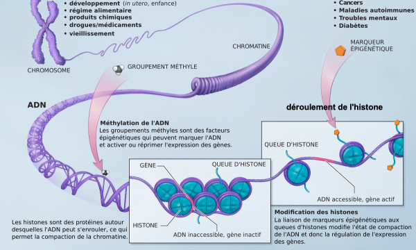 Savez vous ce qu’est la «  dopaminylation » ?