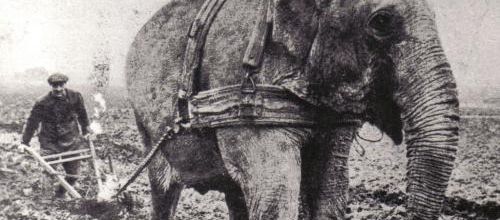 L'éléphant se raconte
