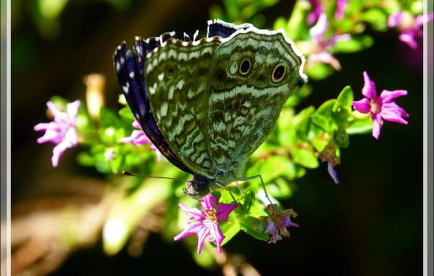Un superbe papillon bleu intense à ocelles : le Junonia rhadama - Nosy Be - Madagascar