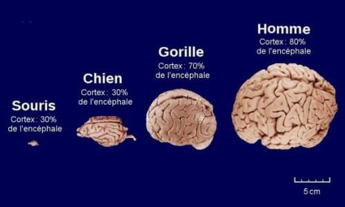 Pourquoi l'homme a t'il un cerveau performant ?