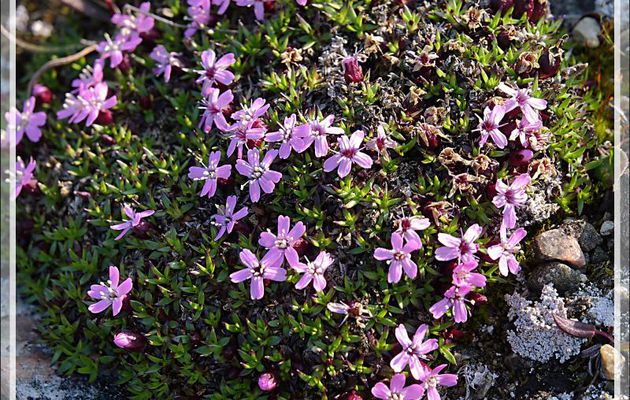 Silène acaule, Moss campion, Aupilattunguagujuq (Silene acaulis) - Dundas Harbour - Devon Island - Nunavut - Canada