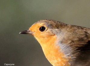 Enquête oiseaux des jardins LPO