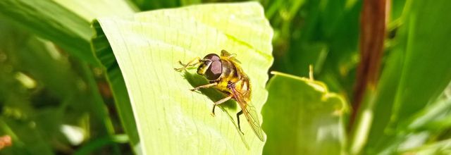 rencontres avec des insectes 