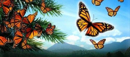 Papillon