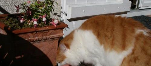 Dure vie de chat !!