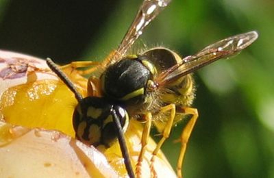 Vespula vulgaris, la guêpe vulgaire