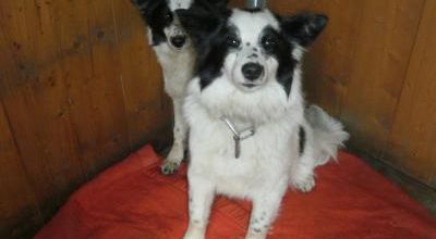Sauvetage de 2 petites chiennes dans les Alpes