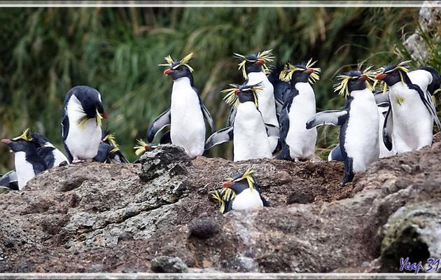 Gorfou de Moseley, Northern Rockhopper Penguin (Eudyptes moseleyi) - Nightingale Island - Tristan da Cunha