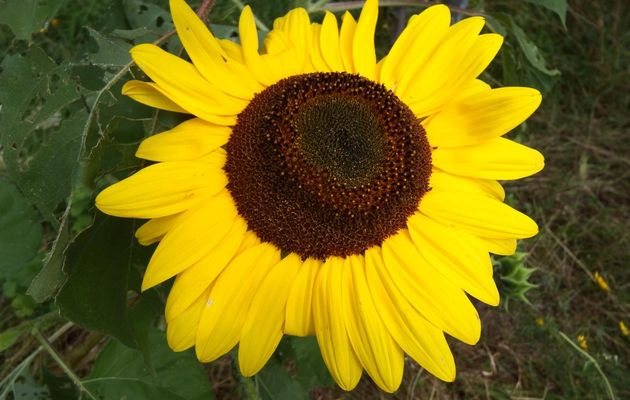 Bourdons et fleurs de tournesols