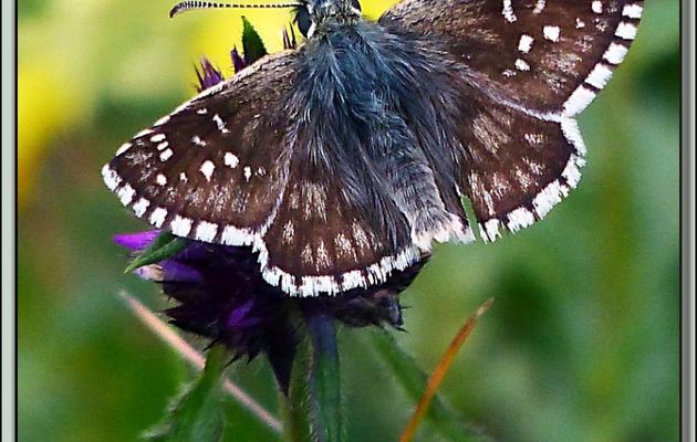 Papillon Hespérie de l'alchémille ??? (Pyrgus serratulae) - Vallon d'Esquierry - Oô - 31