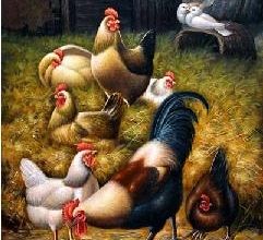 Le vieux coq