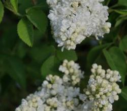 Lilas pour Dimanche