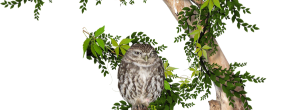 ѼVegetation