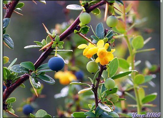 Berbéris à feuilles de buis ou de Magellan (Berberis buxifolia), localement appelé "calafate" - Terre de Feu - Argentine