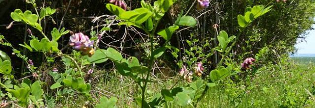 Lathyrus niger  -  gesse noire