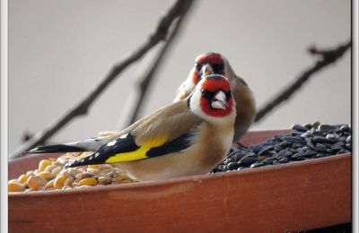 Chardonneret élégant (Carduelis carduelis)