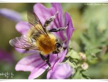 Bourdon Bombus femelle (Thoracobombus) Pascuorum intermedius 