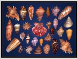 Coquillages de Bretagne et d'ailleurs (2)