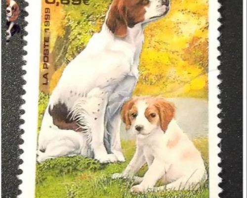 un timbre "Epagneul Breton" transformé .....
