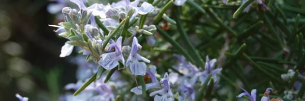 5 plantes pour passer l’hiver – phytothérapie
