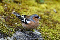Les oiseaux