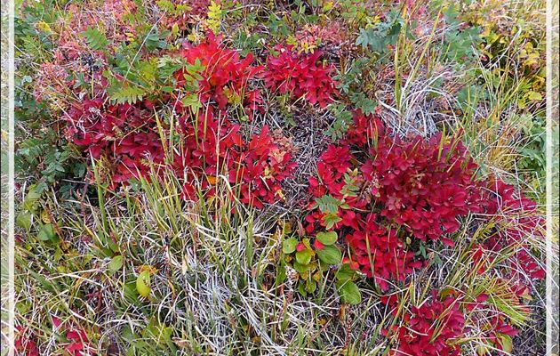 Beau massif composé de plantes indéterminées... - Edinburgh Island - Nunavut - Canada