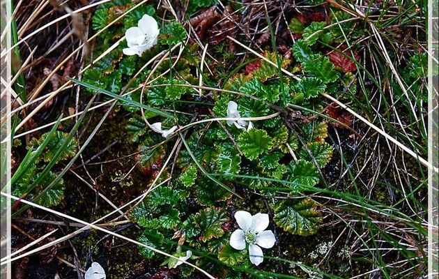 Framboisier sauvage du Chili, Ronce à feuilles de benoîte (Rubus geoides) - Bahia Wulaia - Isla Navarino - Patagonie - Chili