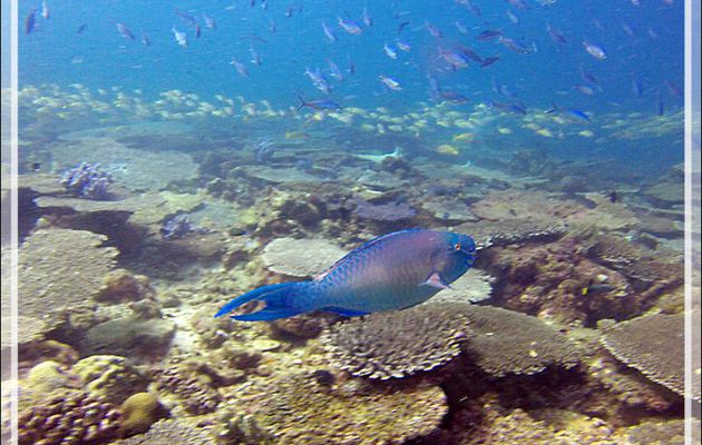 Poisson-perroquet grand bleu - Nosy Mitsio - Madagascar