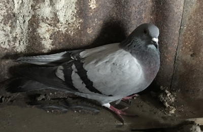 PETIT PIGEON