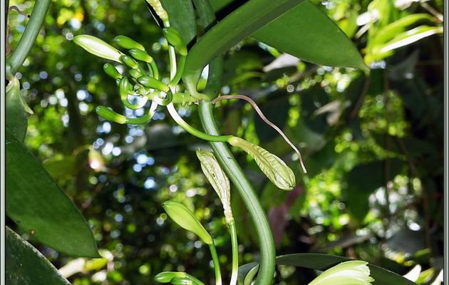Plant de vanille sauvage en fleur - La Digue - Seychelles