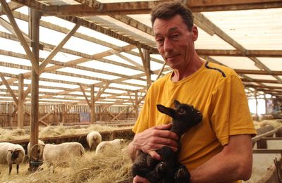 ☻ La guerre des moutons sur Public Sénat