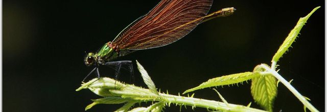 Caloptéryx Vierge (10) - Calopteryx virgo / Femelle