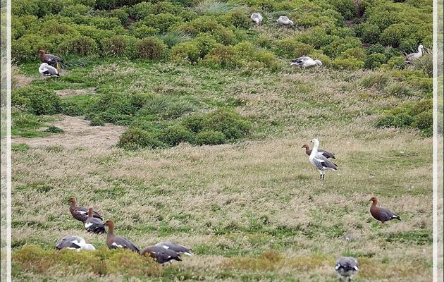 Sur le chemin du retour, nous trouvons un troupeau d'Ouettes de Magellan, Upland Goose, Cauquén Común (Chloephaga picta picta) - New Island - Falkland (Malvinas, Malouines) - Grande-Bretagne