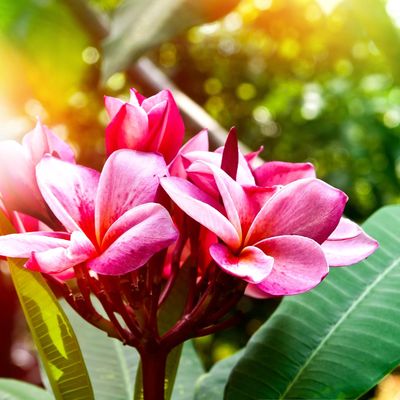              CES QUELQUES FLEURS TROPICALES DES PLUS ATTRAYANTES