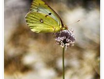 Colias ♀ - Pieridae