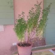 Le lien : Le basilic de Jousèto