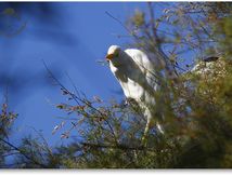 Héron garde-boeufs - Bubulcus ibis