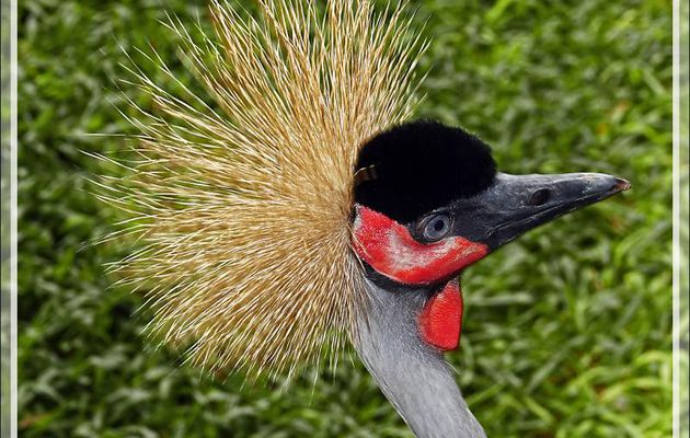 Grue couronnée ou Grue royale ??? - Parque das Aves - Foz do Iguaçu - Brésil