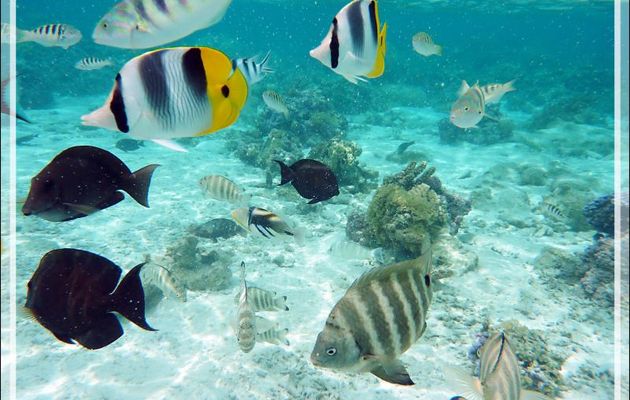 Par moments, ça grouille ! - Jardin de Corail - Motu Tautau - Taha'a - Polynésie française