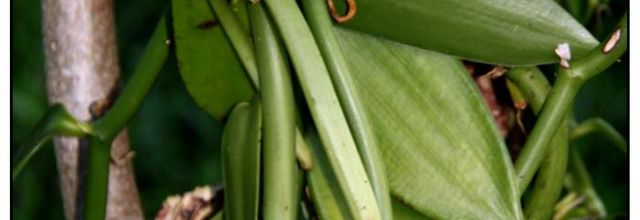 Les orchidées sauvages de Madagascar