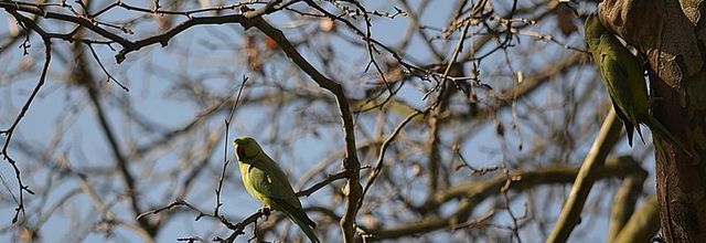 Des perruches à collier au Bois de Vincennes