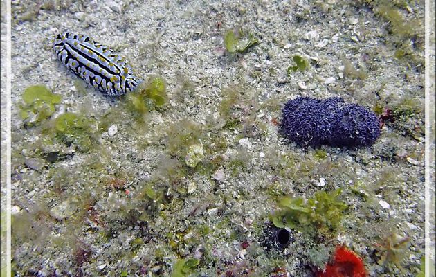 Nudibranche Phyllidie verruqueuse, Three colored phyllidia (Phyllidia varicosa) et Alcyonaire épineux contracté ? - Betaniazo - Tsarabanjina - Mitsio - Madagascar
