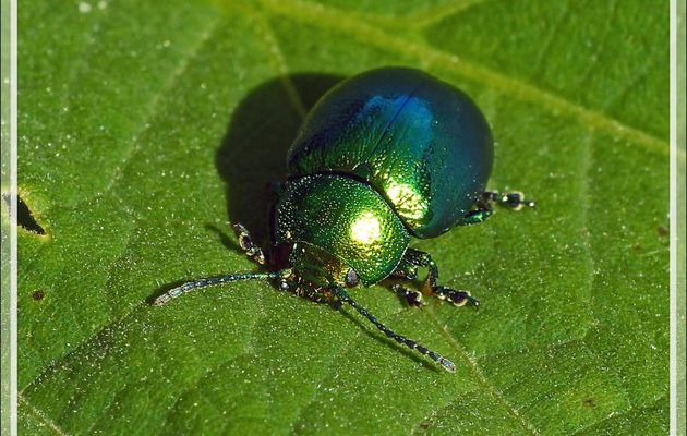 Chrysomèle vert métallique - Lartigau - Milhas - 31