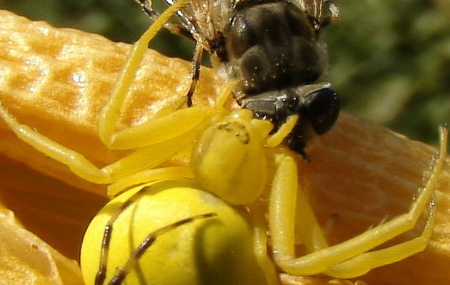 Monsieur me demande conseil : comment la pécho ? Ma réponse : en lui sautant sur le dos ! - Madame et Monsieur Araignée crabe Thomise variable (Misumena vatia) - Lartigau - Milhas - 31