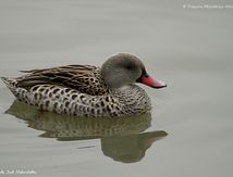 Canard du Cap