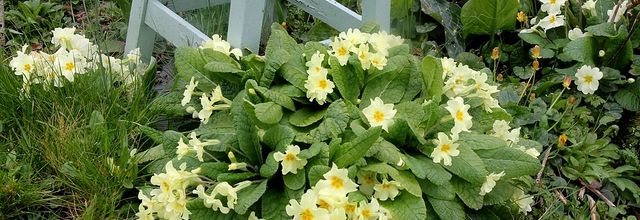 Douceurs printannières au jardin