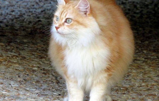 un minou qui voulait un calin 
