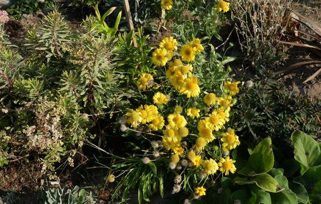 DES  FLEURS - ON CHANGE UN PEU DE STYLE