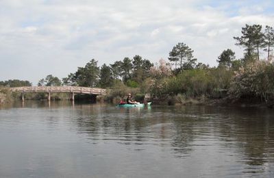EB - Une nouvelle passerelle dans la Réserve des Près Salés d'Arès-Lège Cap-Ferret...