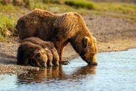 Photographies animalières en couple ... 